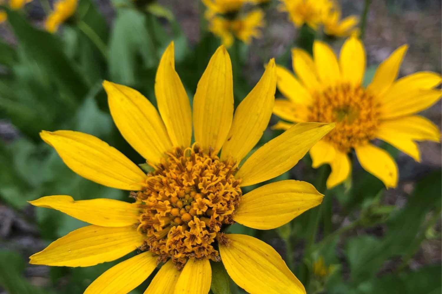 Summer Vacation Ideas in Northern California - Plumas County