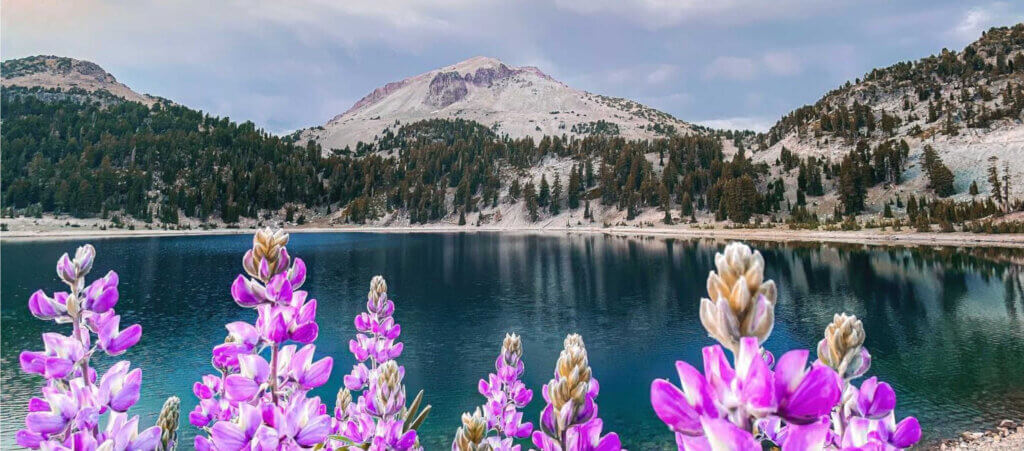 Wildflowers and Lassen Peak