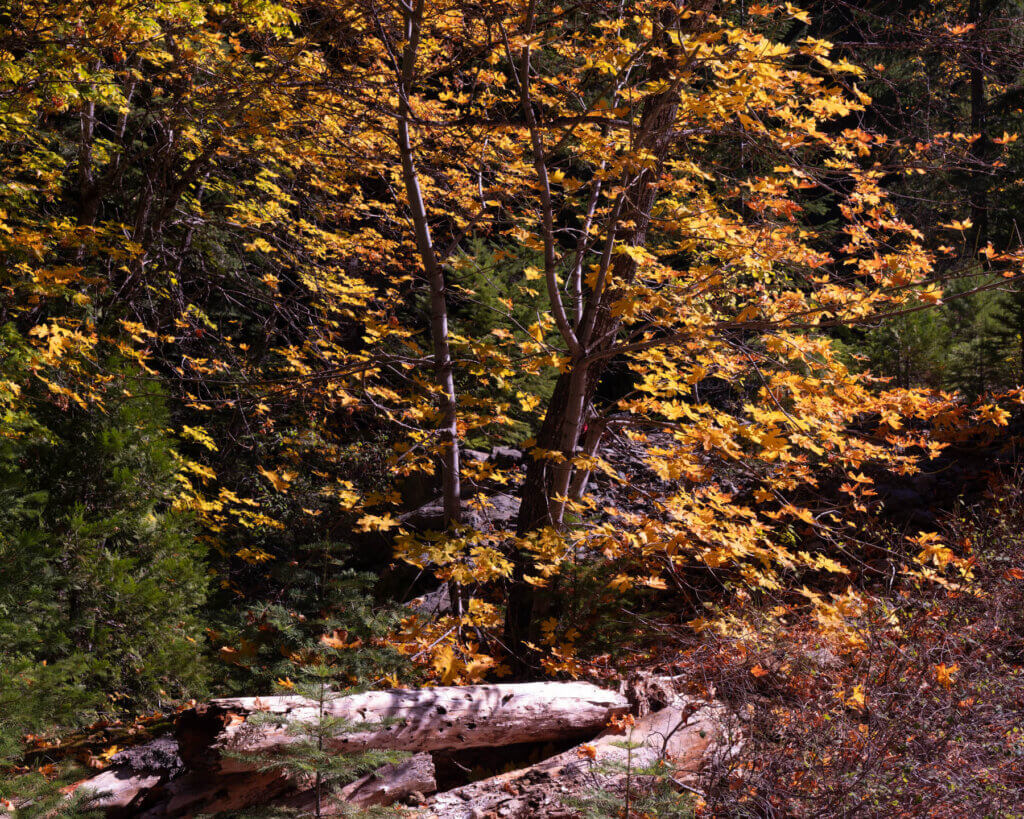 Fall Color Big Creek Road