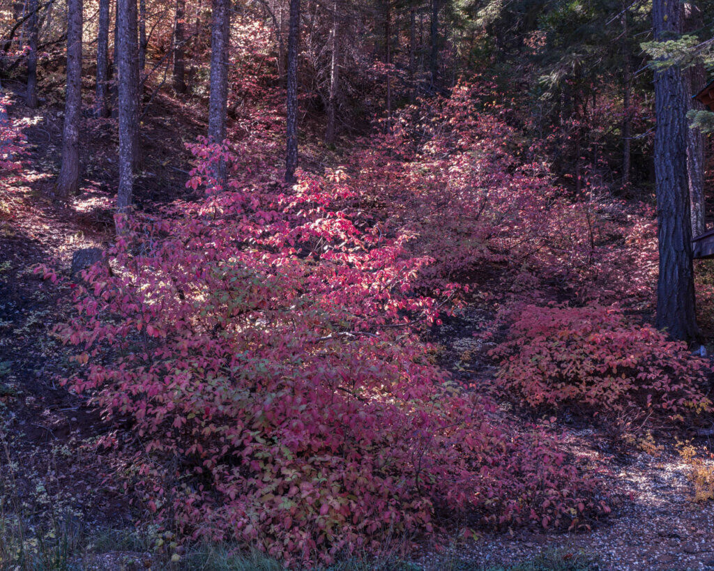 Red Fall Color Toolgate and Bucks Lake Road