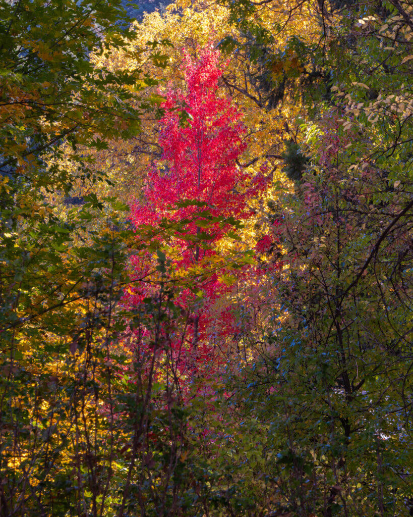Fall Colors Quincy Calif