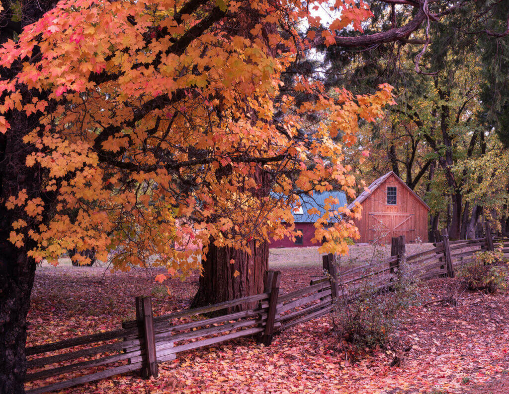 Fall Color Thompson Ranch La Porte Road