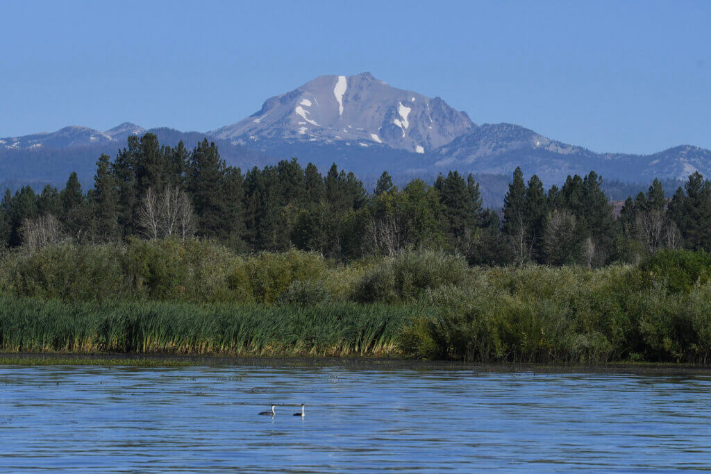 grebe lassen