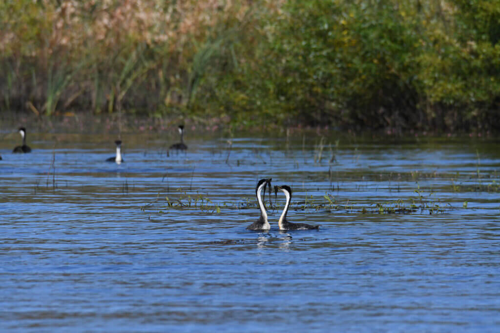 grebe couple