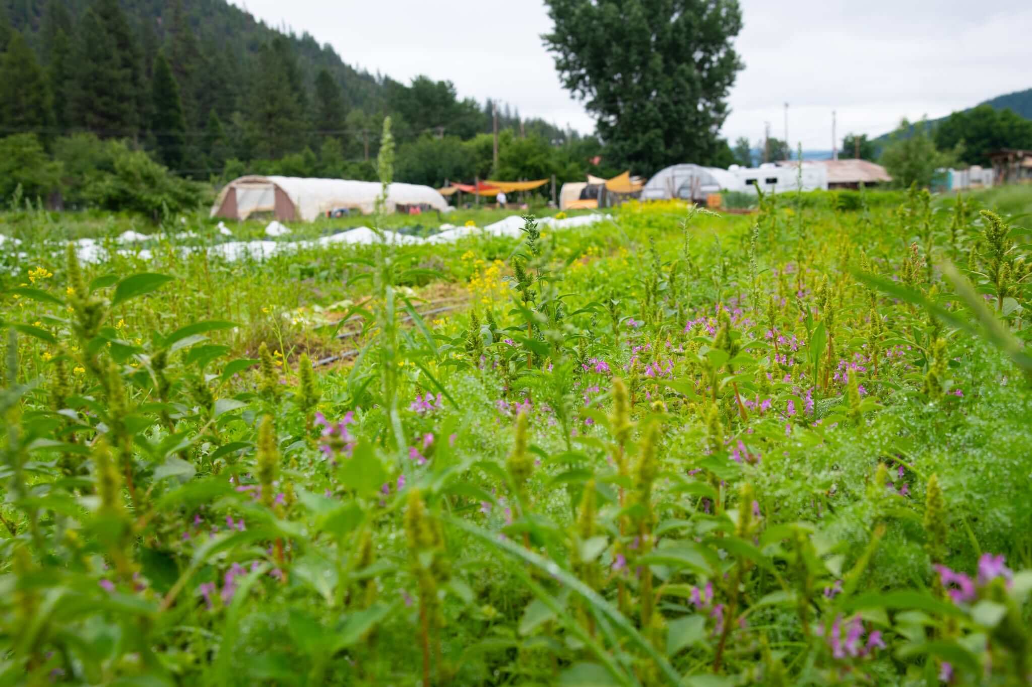 Garden for farmers market