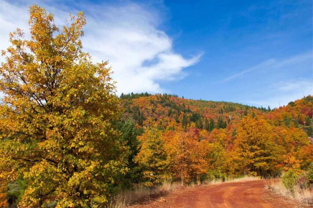 Fall foliage in Plumas County