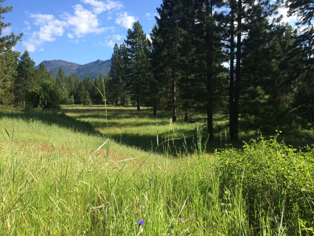 Green Meadow at Wild Plumas