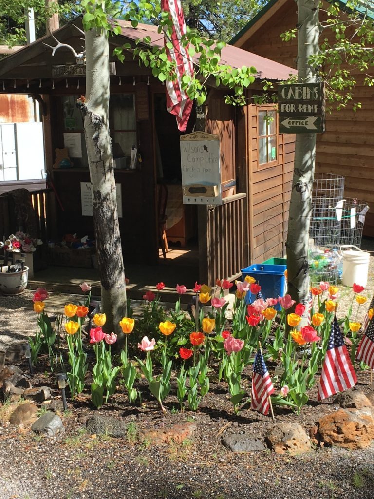 Camp Office with tulips