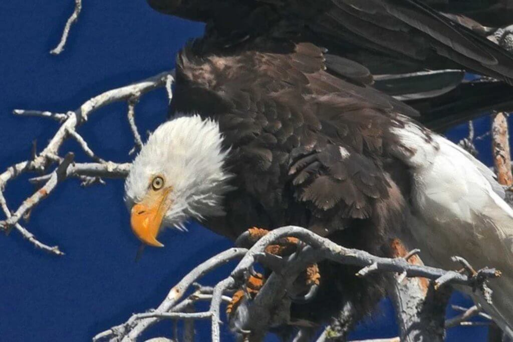 Close-up of an angry eagle sitting on branches