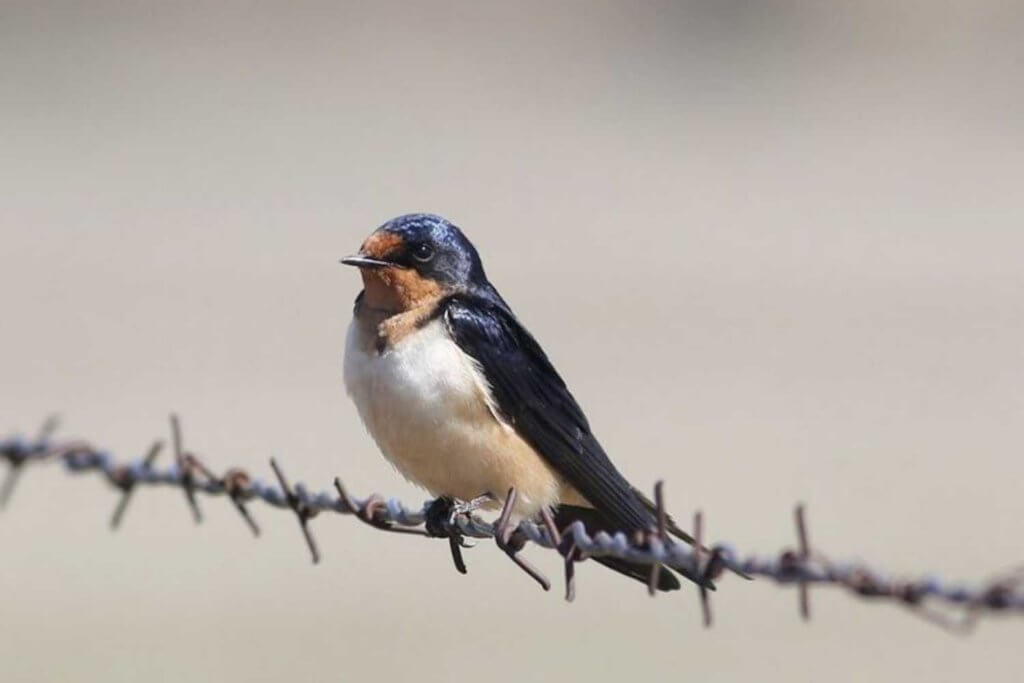 Barn Swallow in Northern California