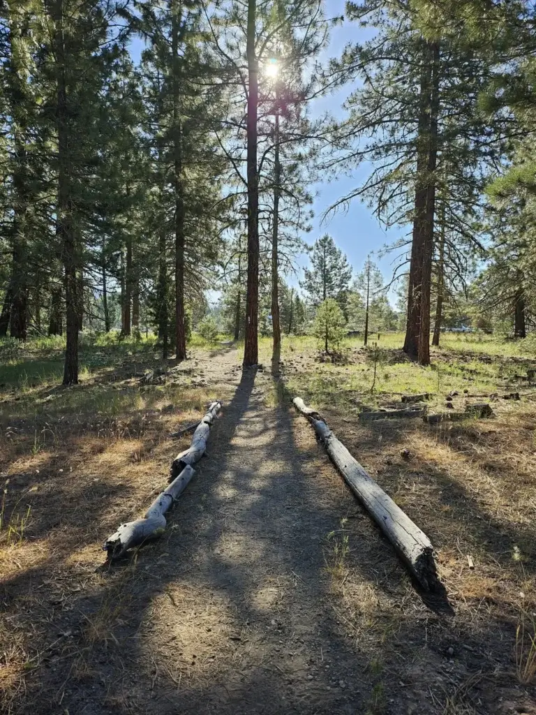 Collins Pine Trail