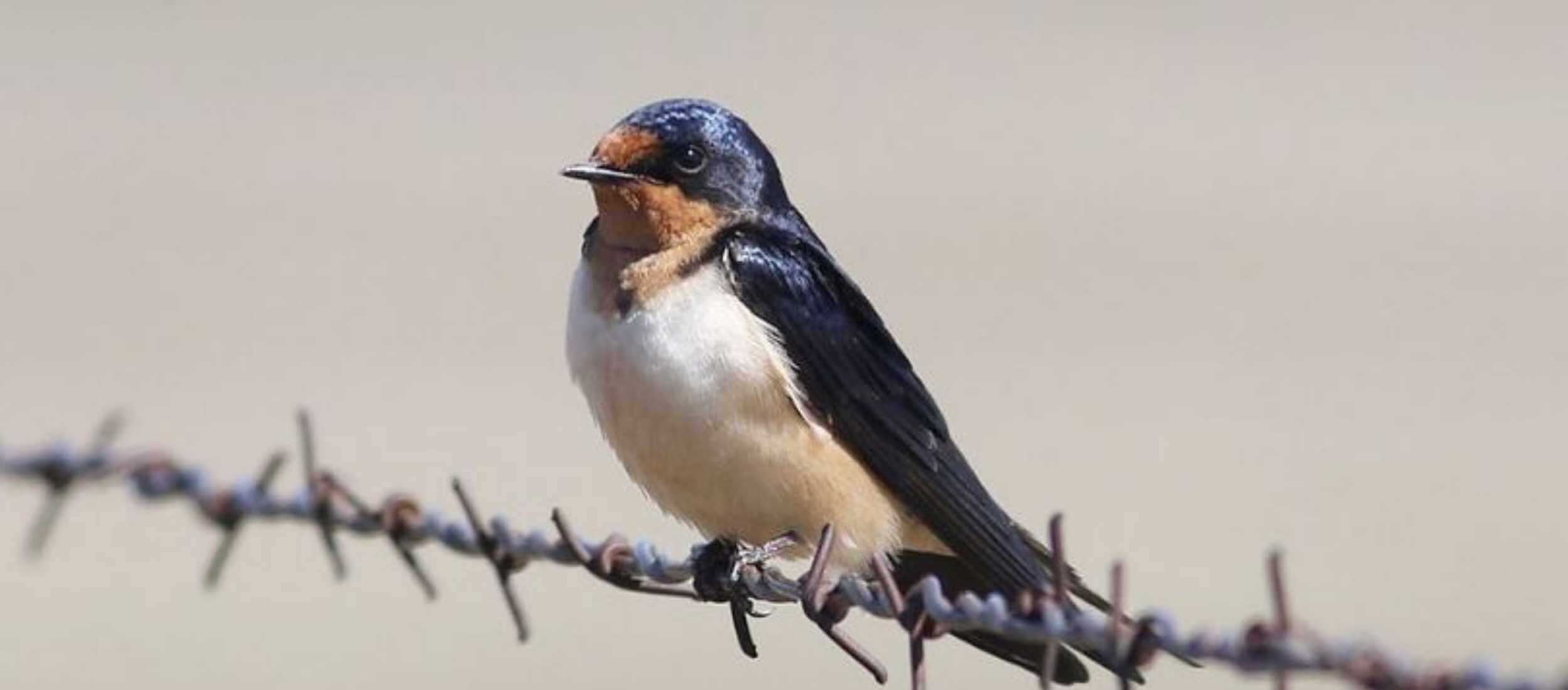 barn swallow on a barbed wire fence in Northern California