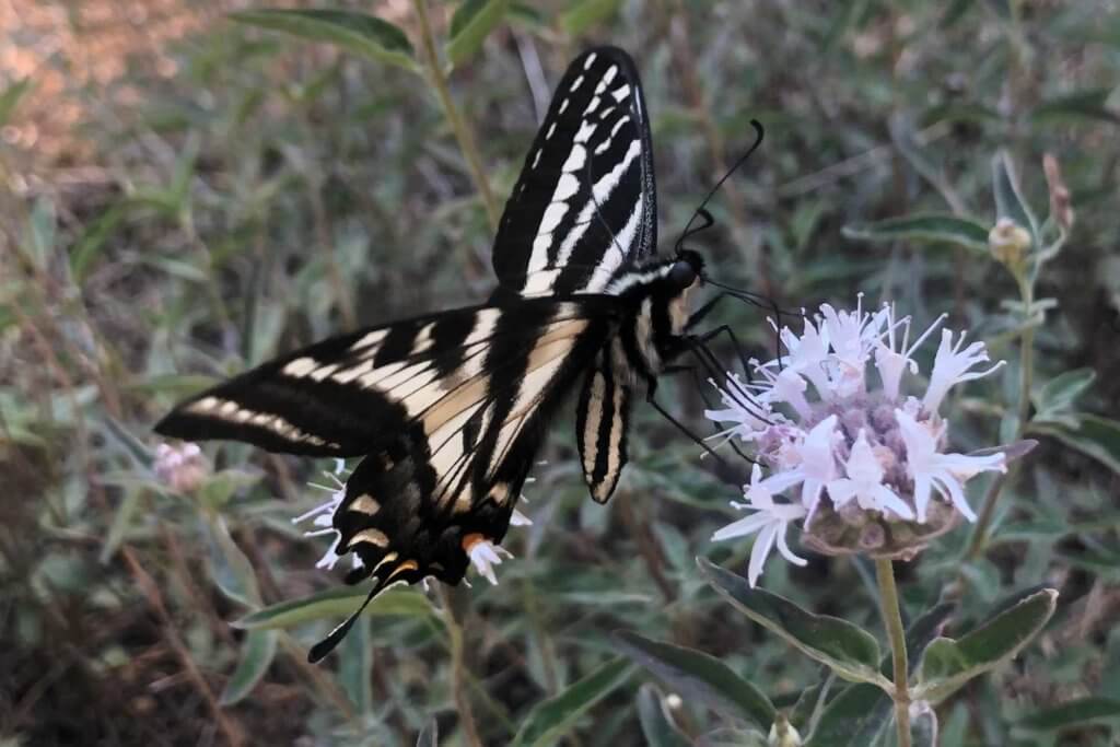 coyote mint and swallowtail butterfly in Northern California