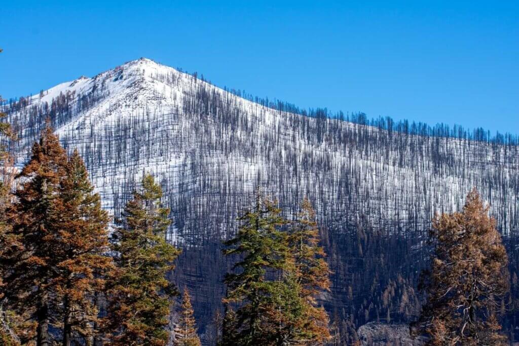 High Severity Burn on Mt. Conard