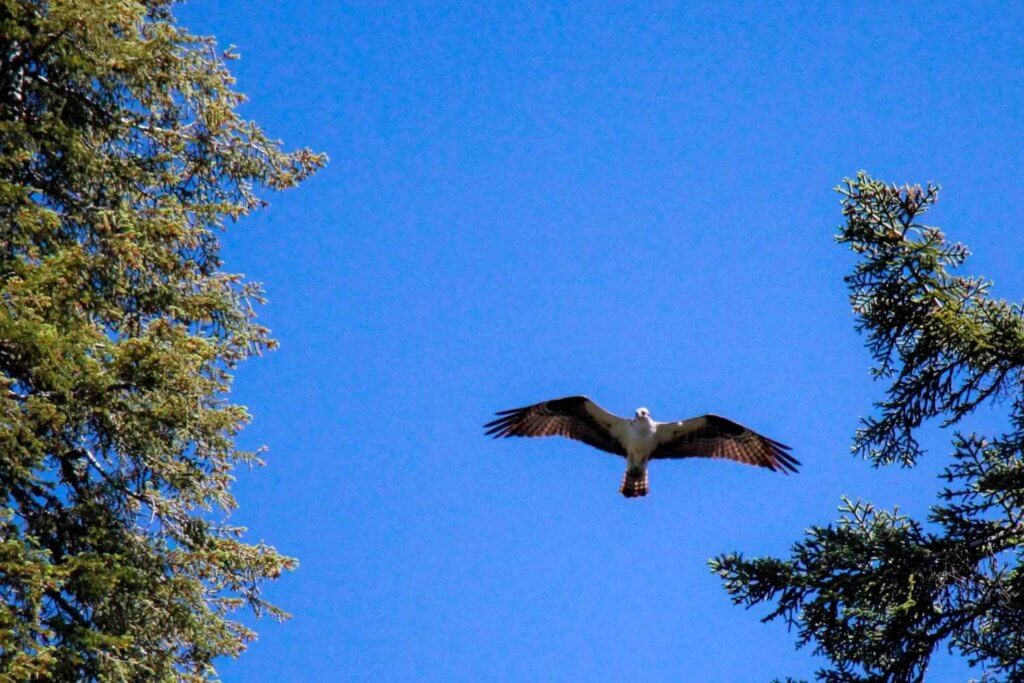 Osprey at Bucks Lake in Northern California