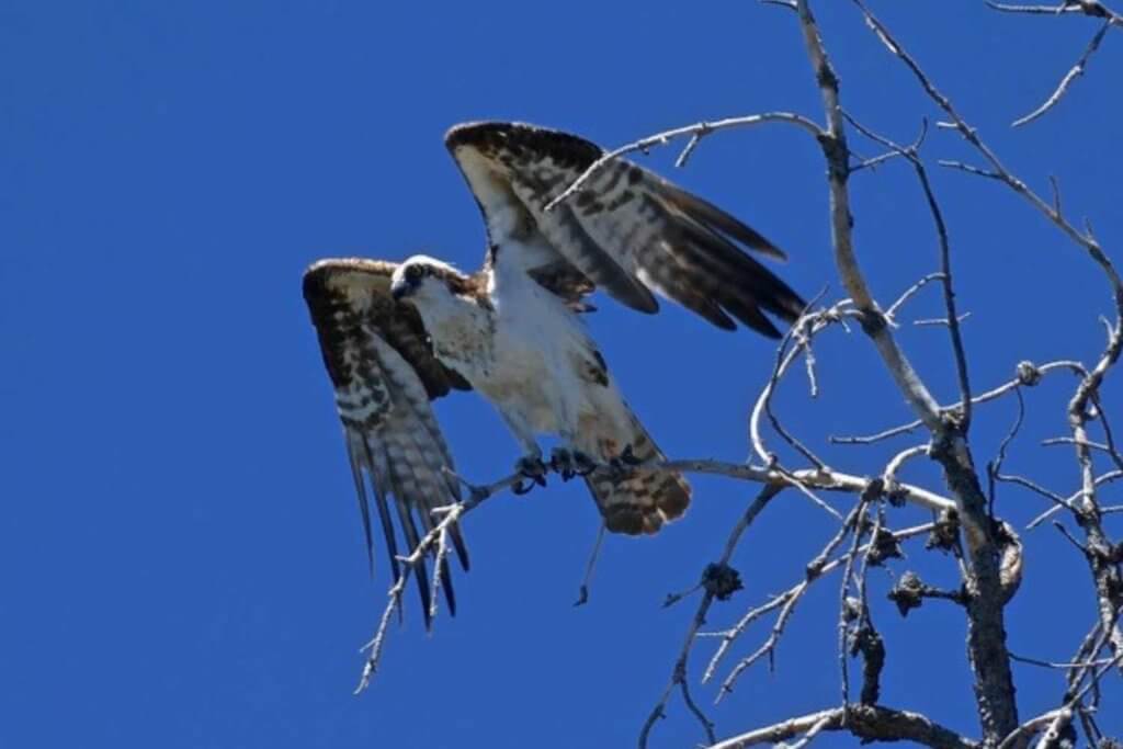 Osprey in Northern California