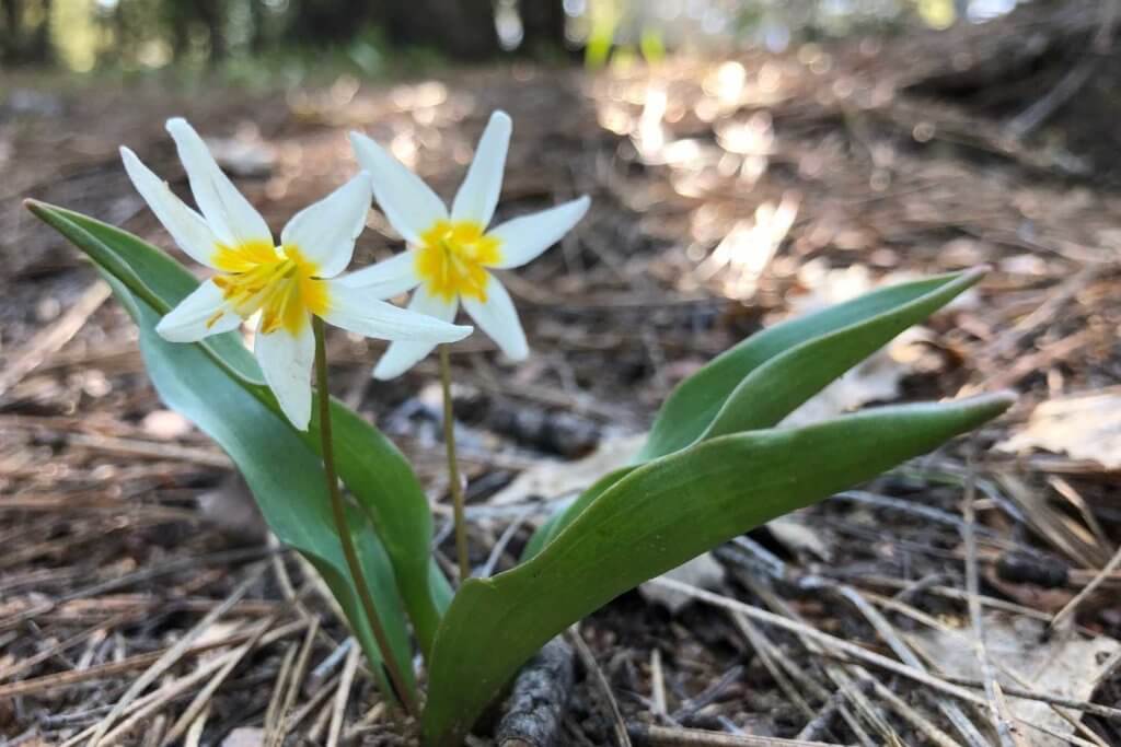 Sierra fawn lily in northern california
