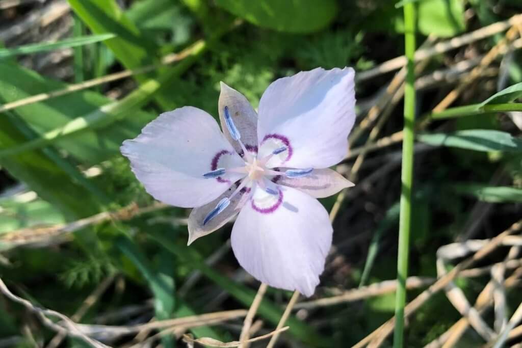 Sierra mariposa lily in Plumas County