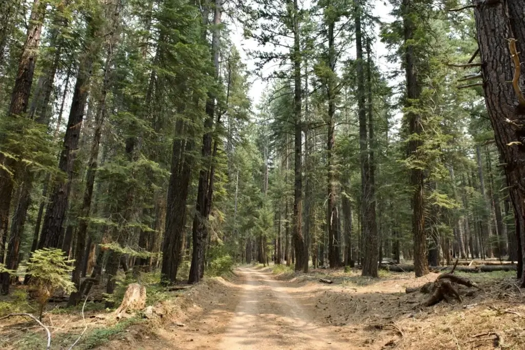 Trail at Round Valley Loop