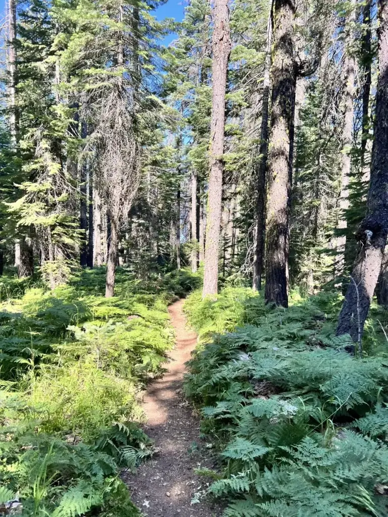 Trail on Mill Creek
