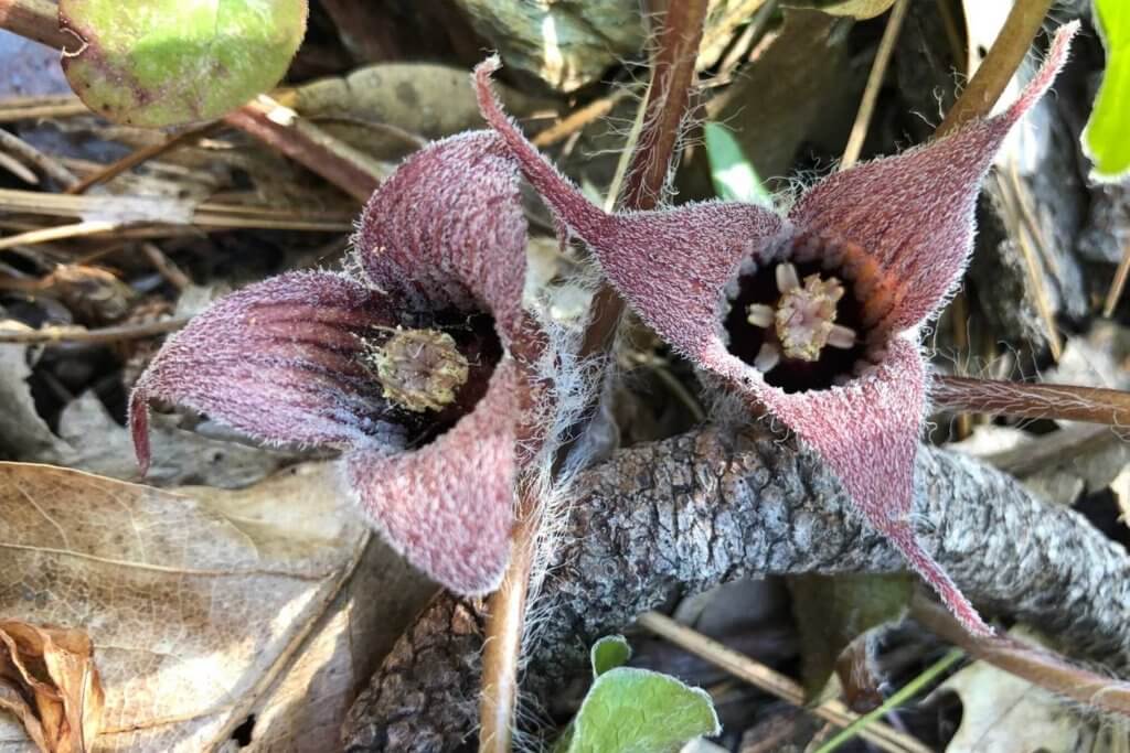 Wild ginger flowers in Northern California