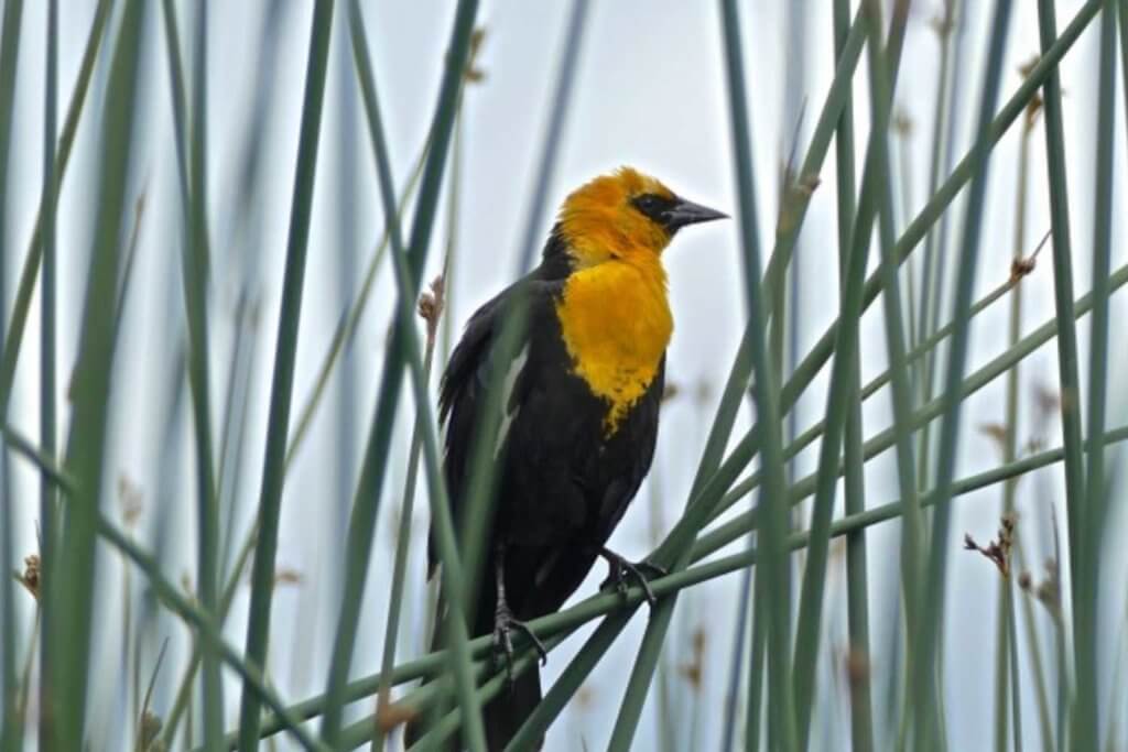 Yellow-headed Black Bird in Northern California