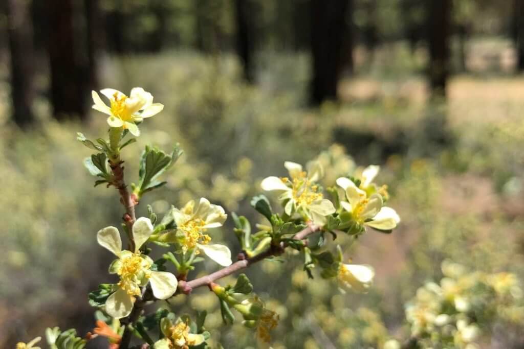 bitterbrush flowers in Northern California