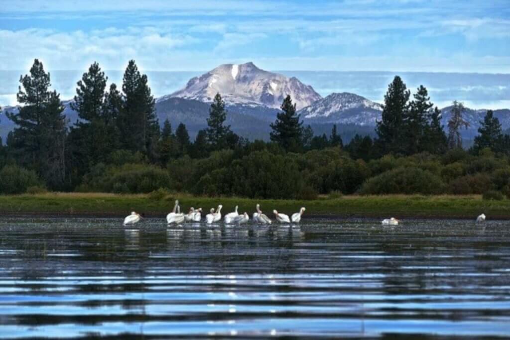 Pelicans on Lake Almanor with Lassen in the Background