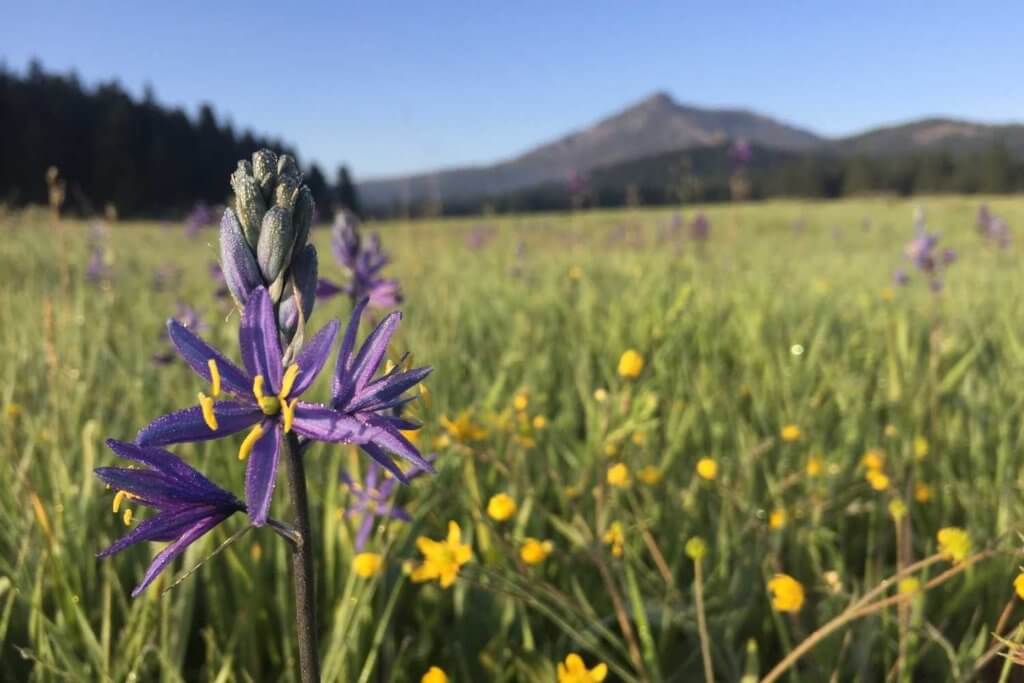 camas lilies in a meadow in Northern Califorina