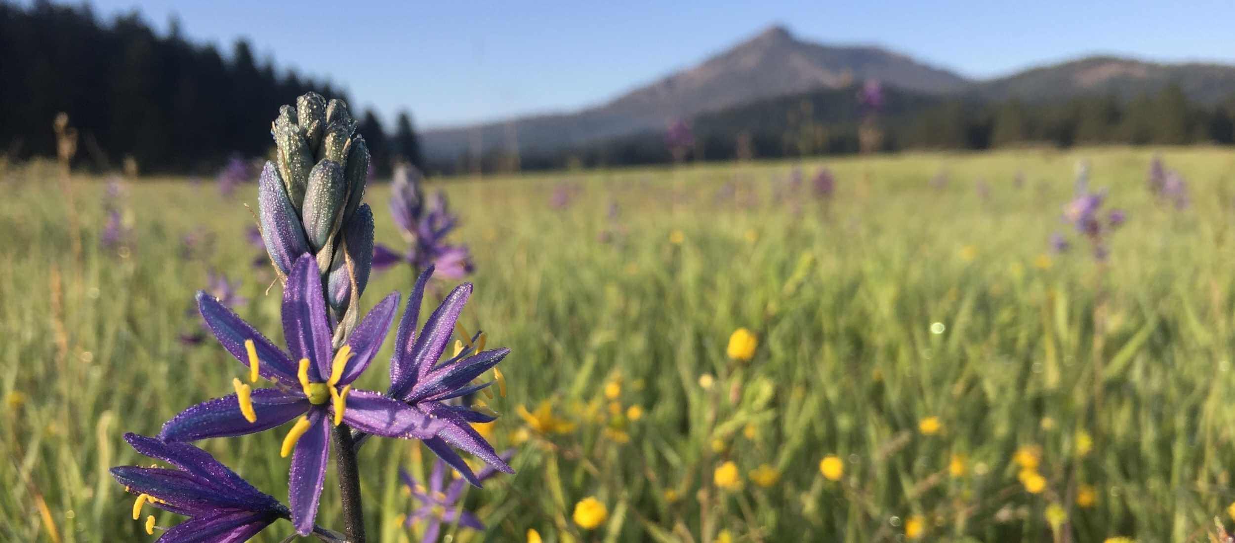 Camas lilies in a meadow in Northern California