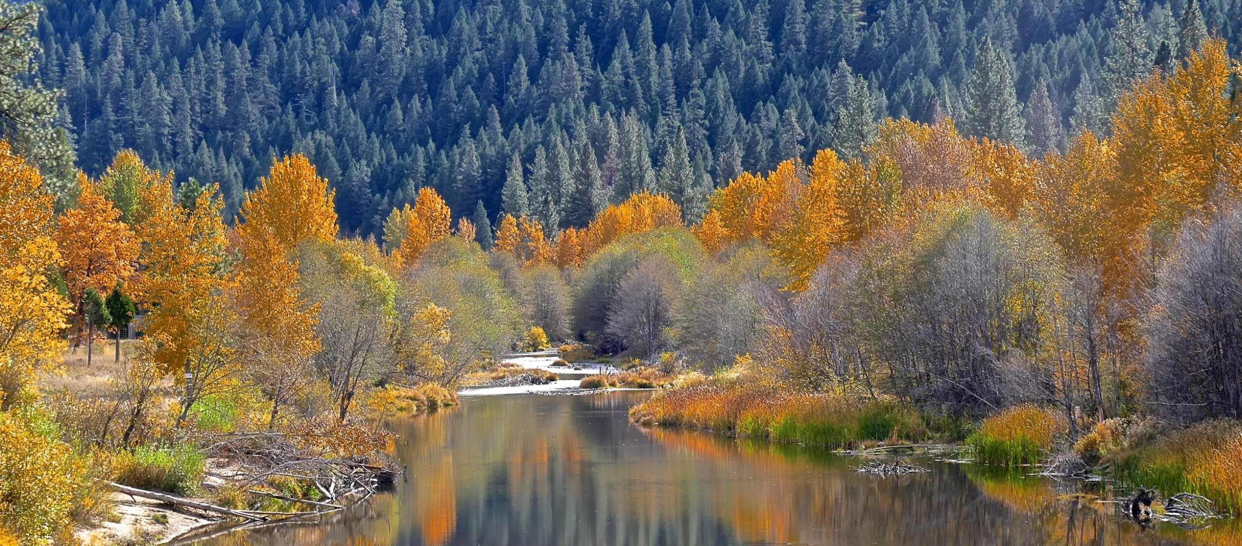 fall foliage surrounding indian creek with green pine trees