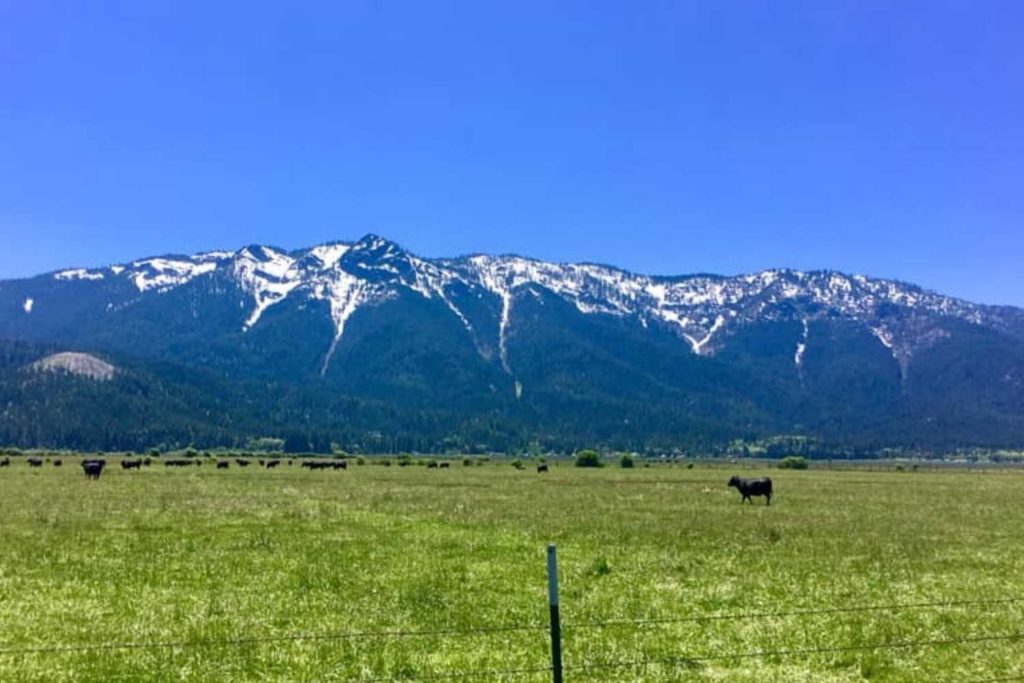 indian valley with cows in north central plumas county california