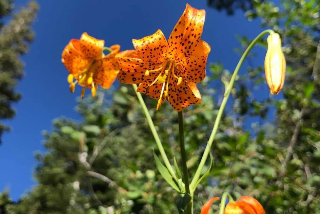 leopard lily in Plumas County, Northern Califonia