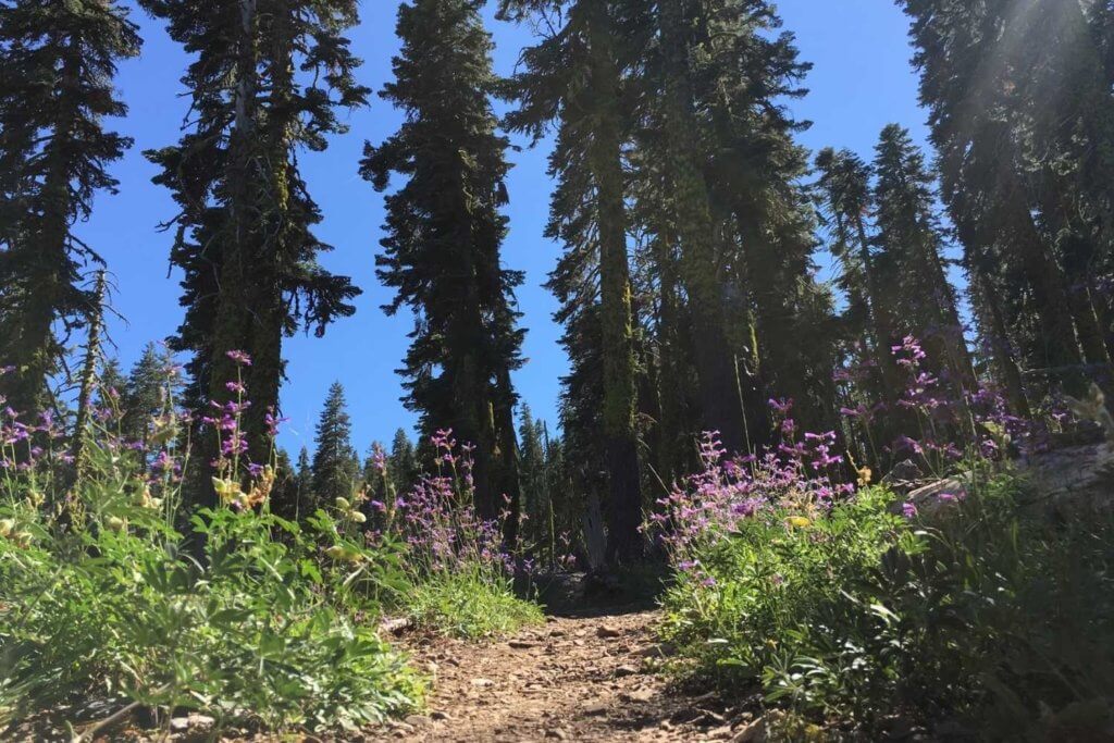 Fireweed on the PCT