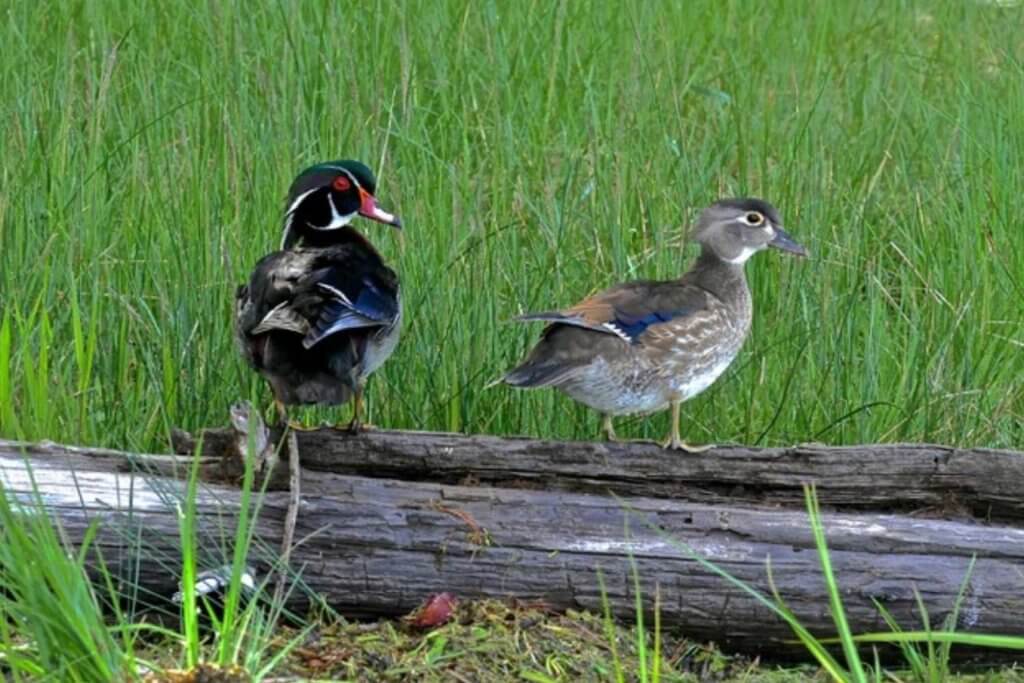 Wood ducks in Northern California