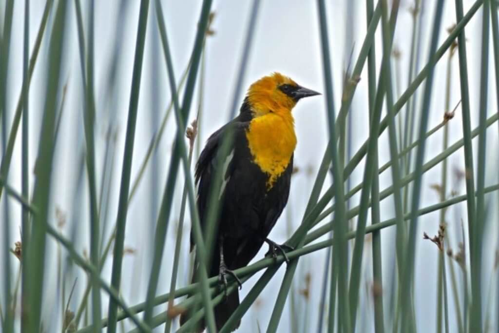 yellow headed blackbird in the reeds