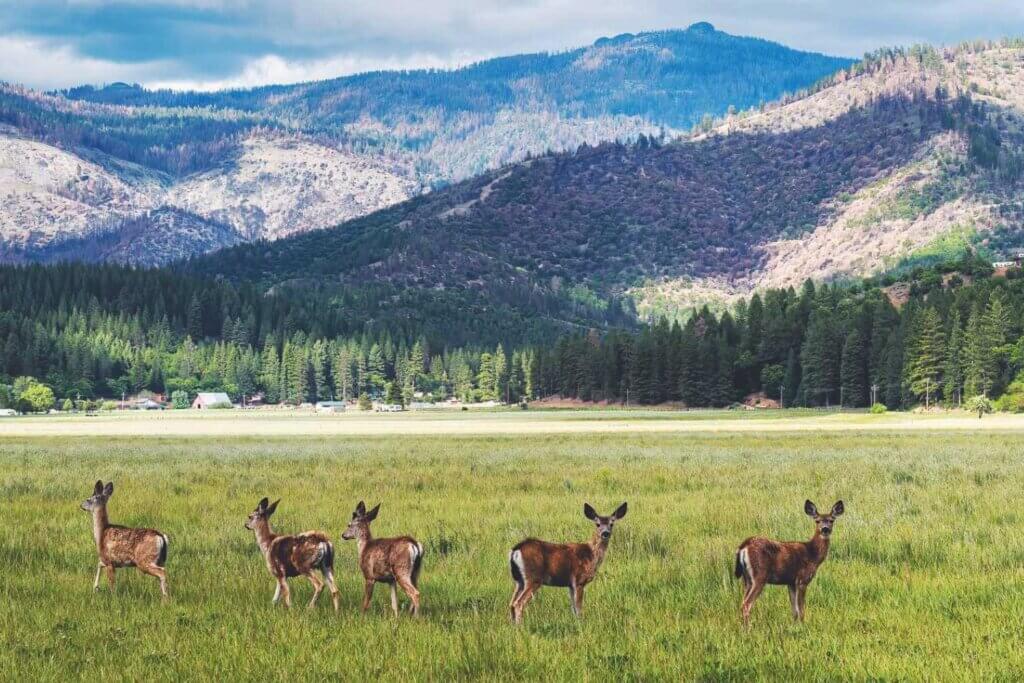 Black-tailed deer in Indian Valley, Plumas County