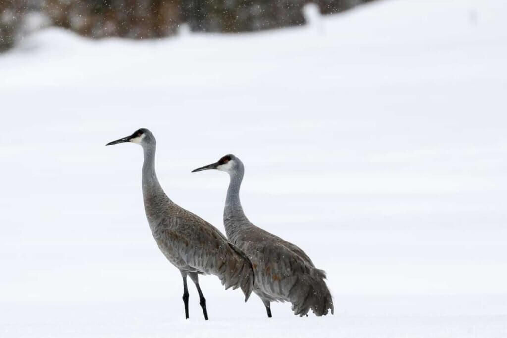 Sandhill cranes in snow in Plumas County