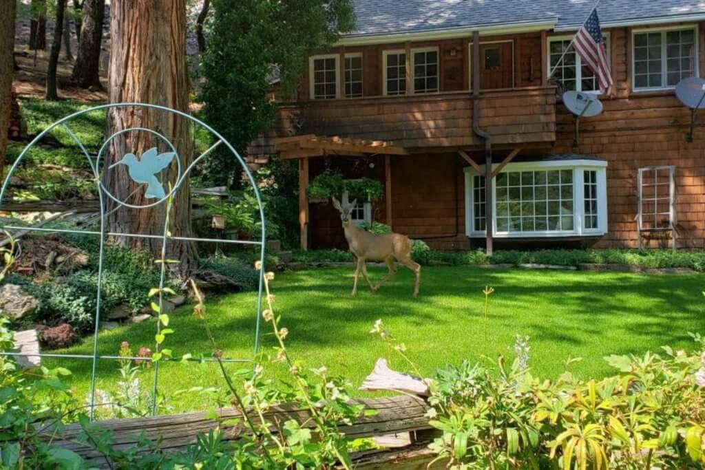 Sierra Retreat with deer in yard