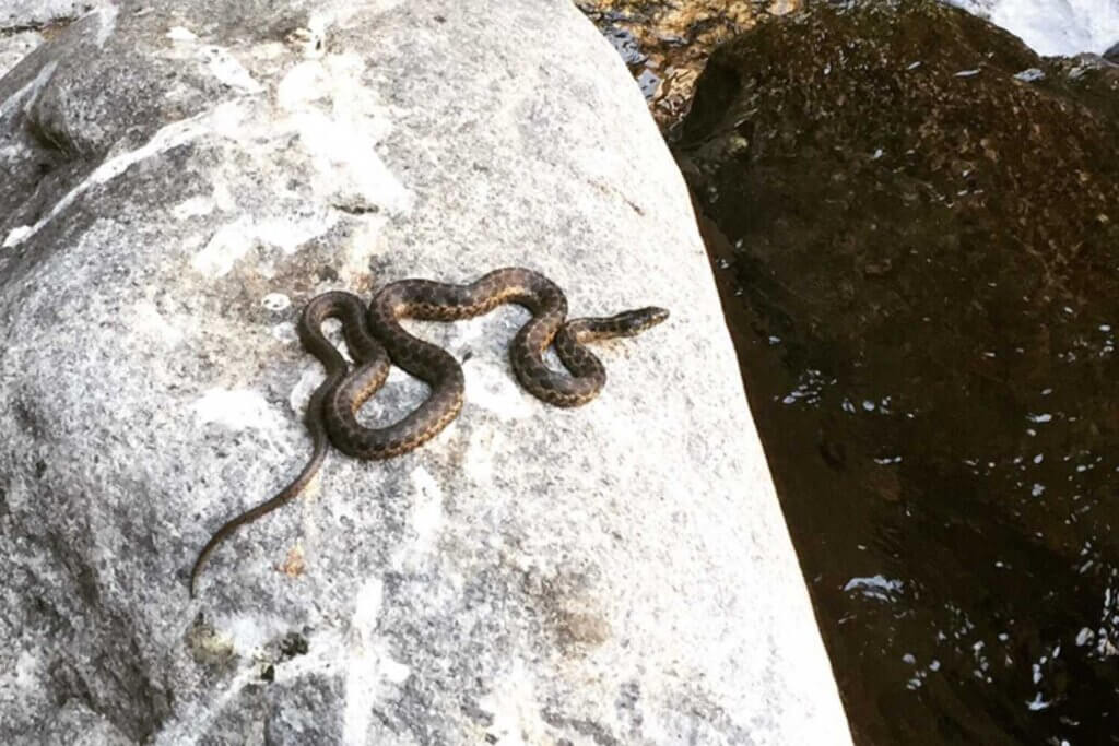a garter snake on a rock in the Feather River Canyon