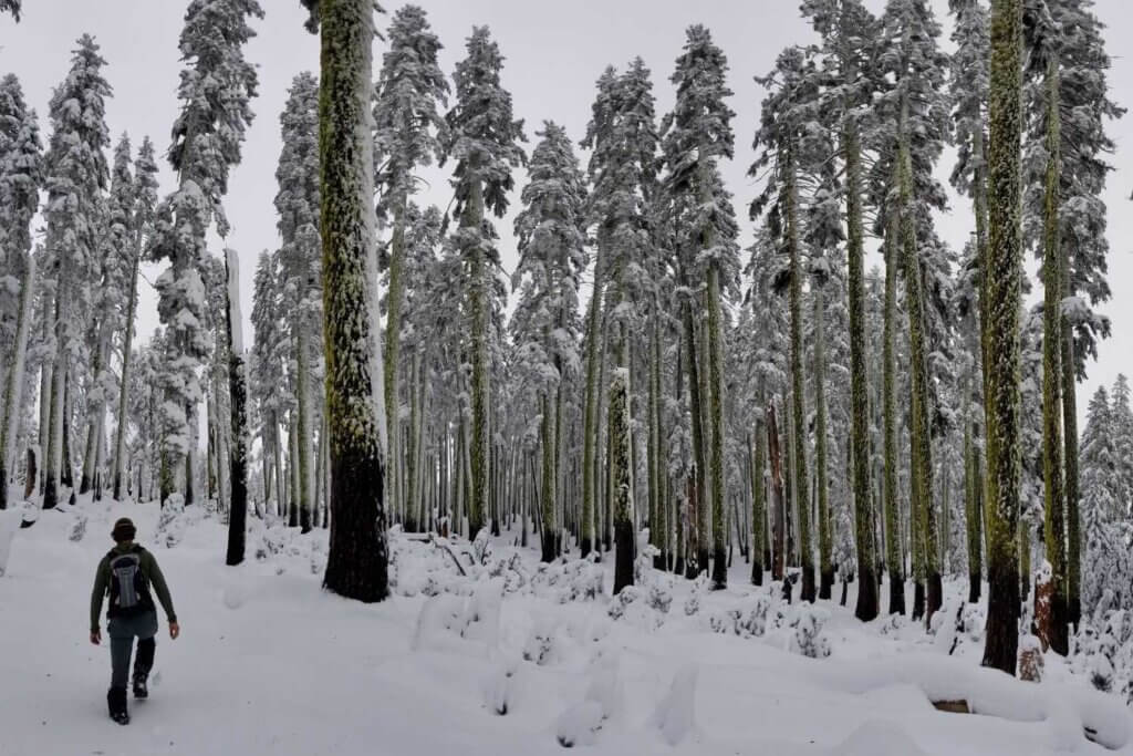 Snowshoeing in the Plumas National Forest