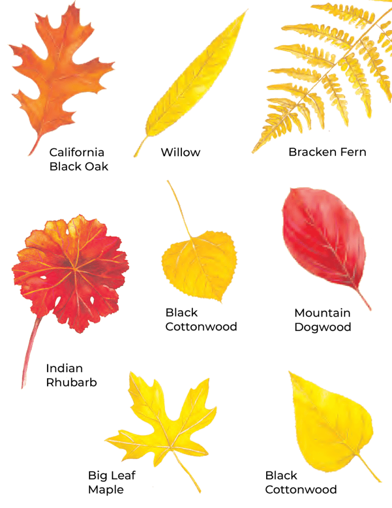 leaf guide to fall colors in northern california