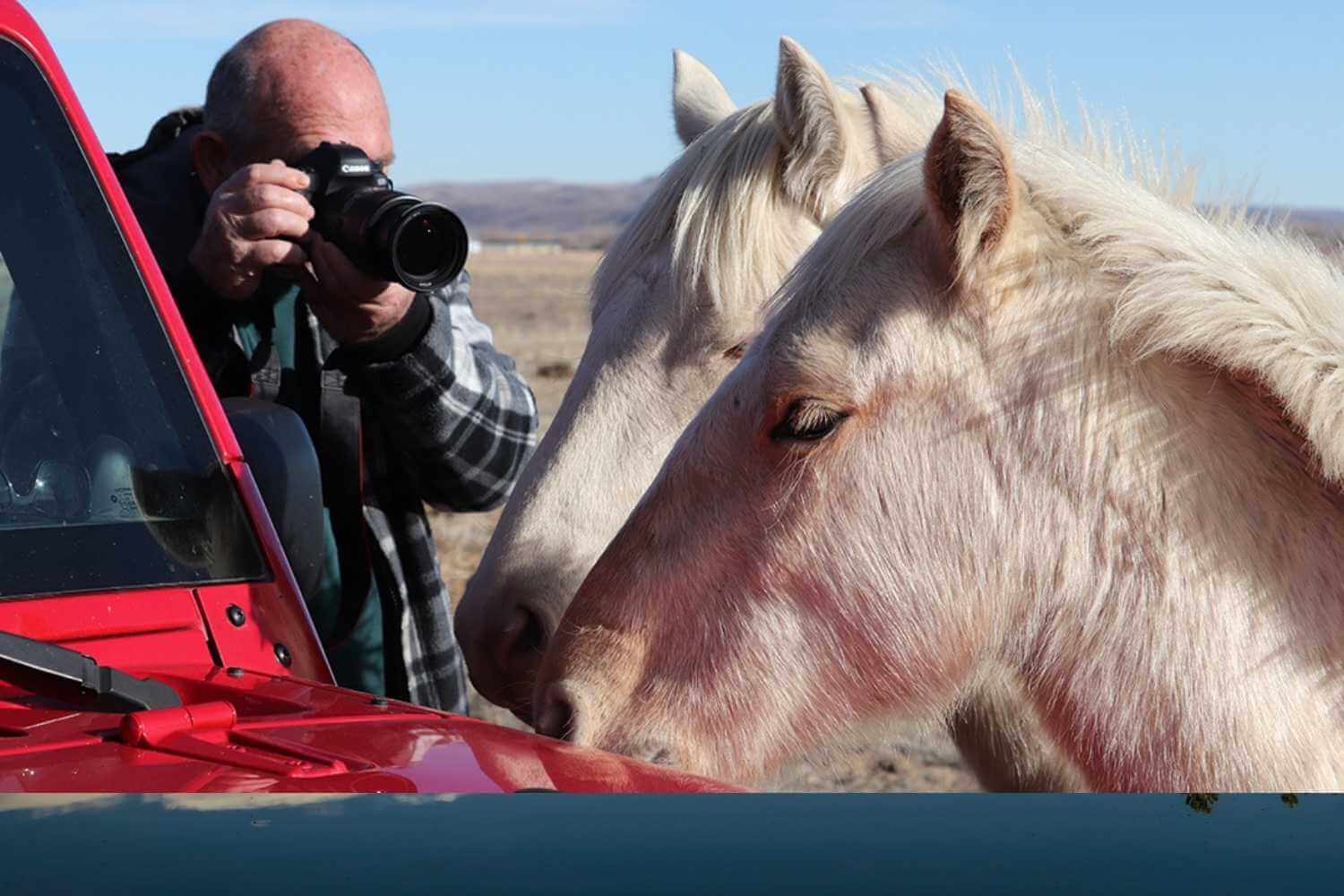 Picture of a man taking close up picture of 2 white burros