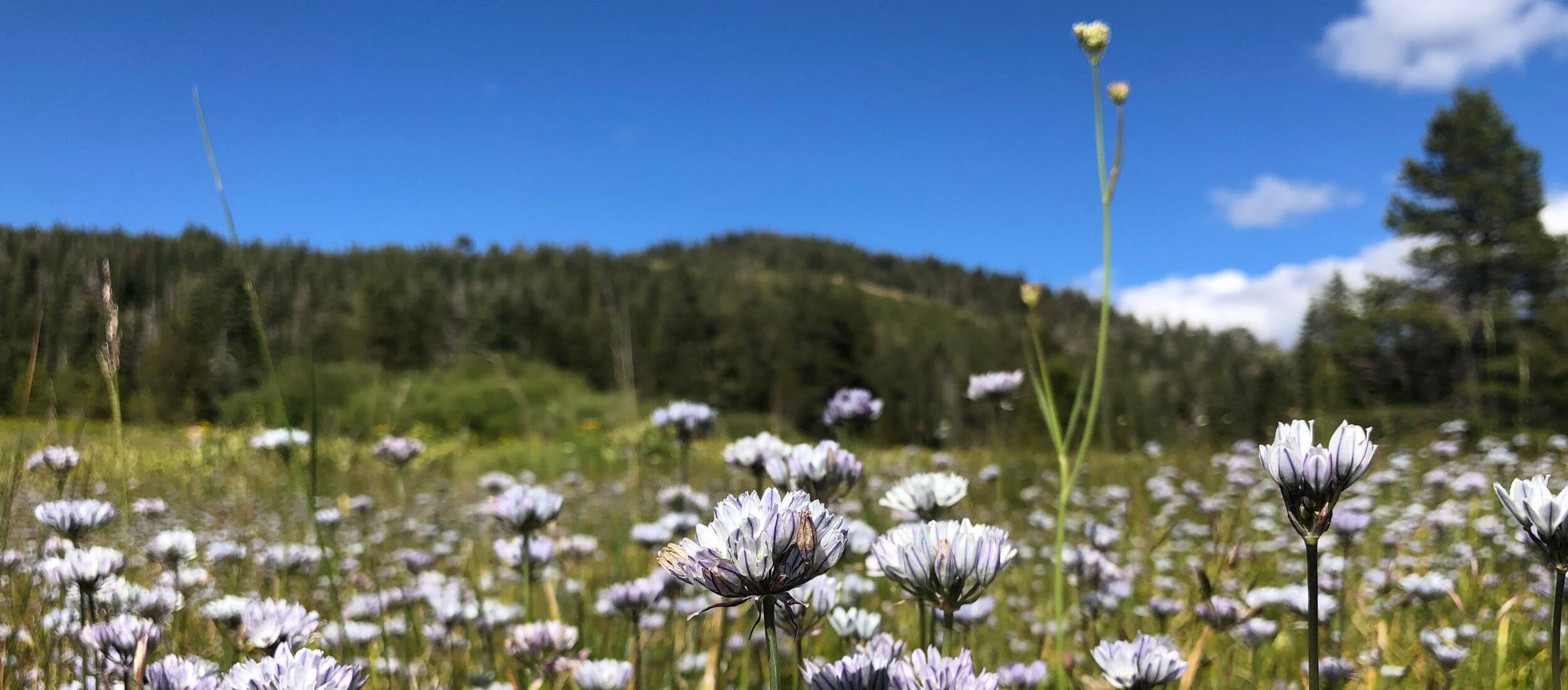spring wildflowers in Northern California