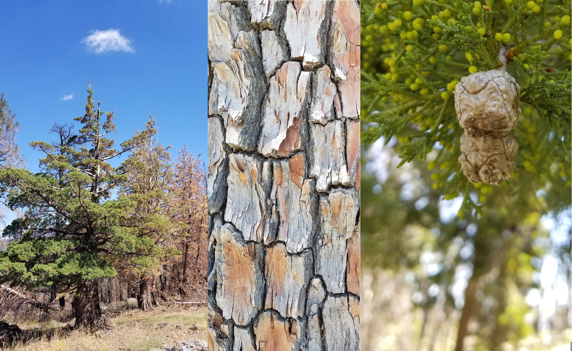Baker Cypress Tree Close-up