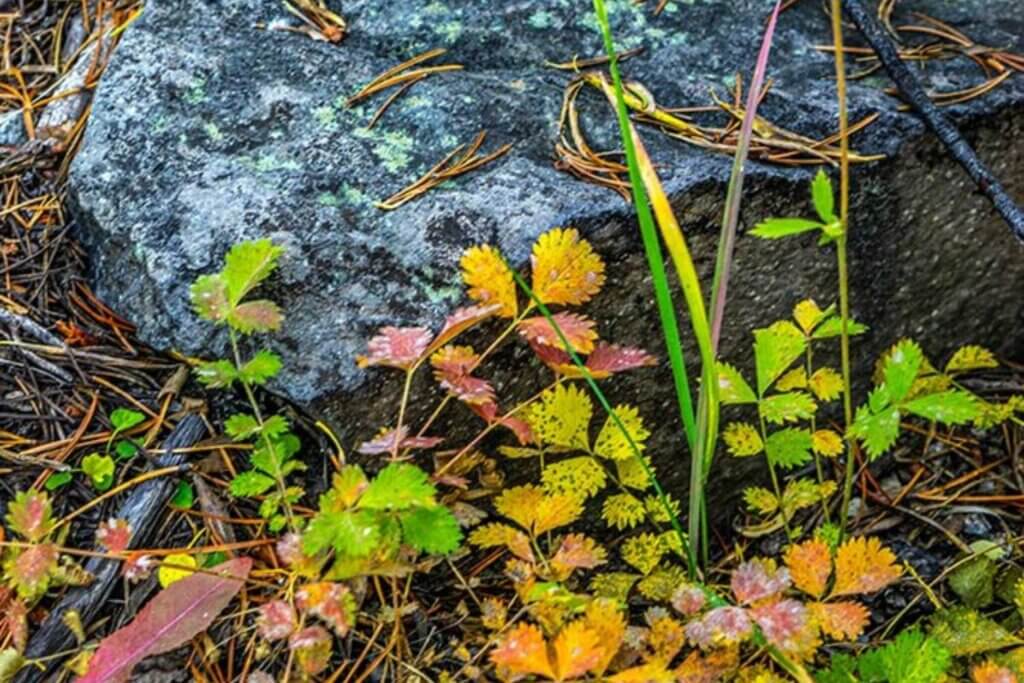 Awesome Autumn color of leaves against rock