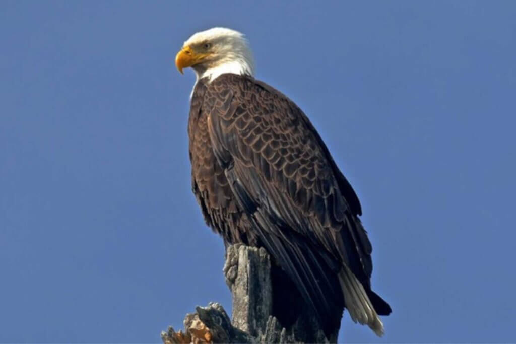 A Bald Eagle in Plumas County