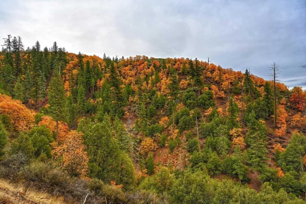 Fall color on Mount Hough, Plumas County