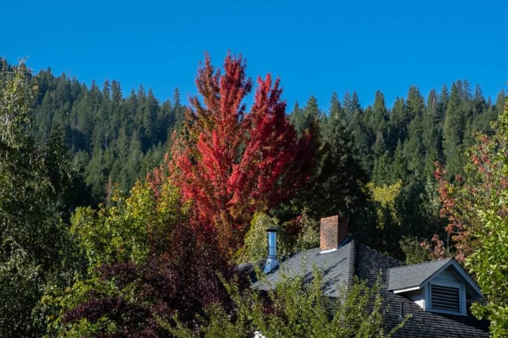 Fall color in Quincy, CA