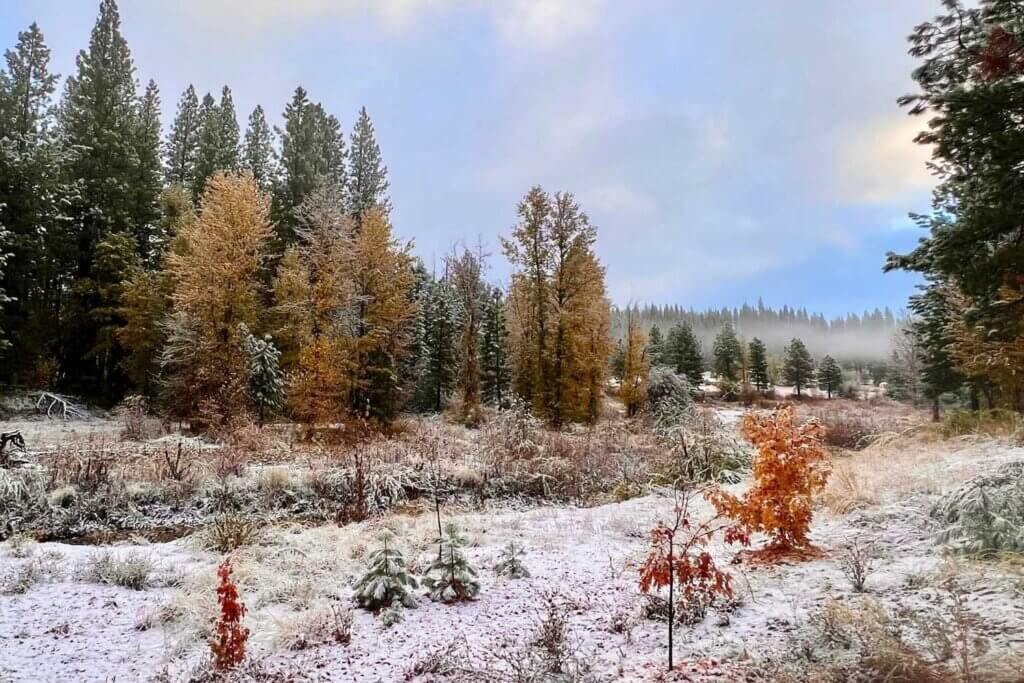 Snow on autumn foliage in Plumas County